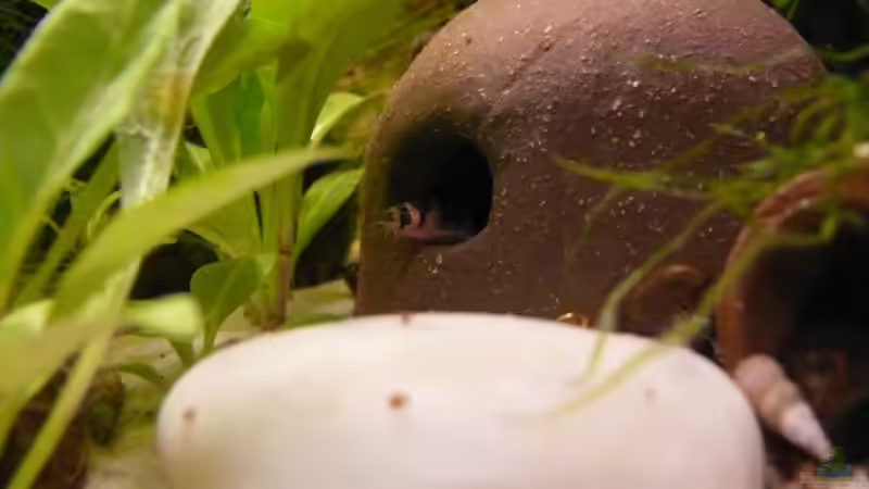 Dekoration im Aquarium Becken 14319 von Bunter Fisch (15)