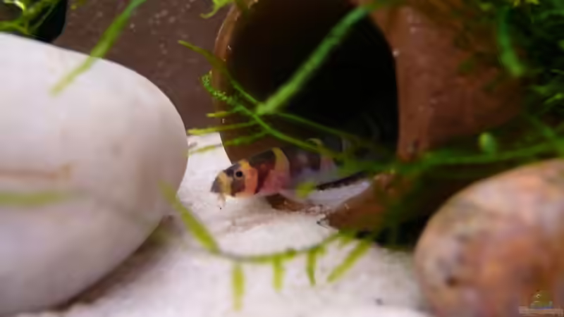 Dekoration im Aquarium Becken 14319 von Bunter Fisch (16)