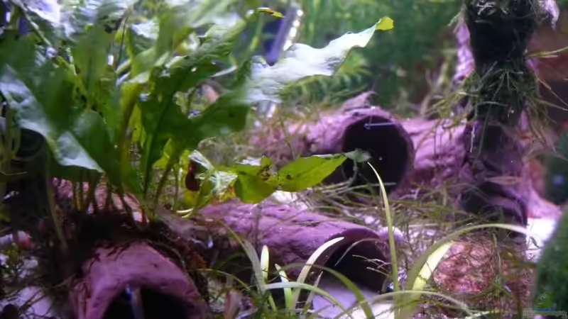 Dekoration im Aquarium Becken 14319 von Bunter Fisch (17)