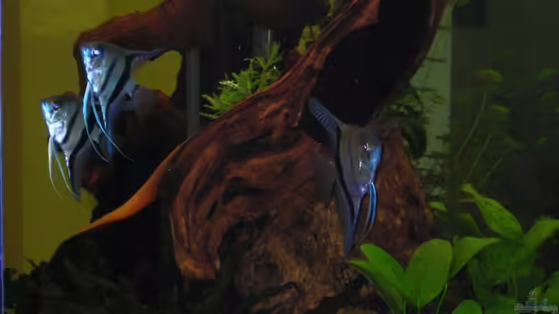 Dekoration im Aquarium Becken 14321 von Stephan Sigg (5)