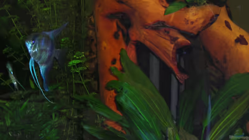 Dekoration im Aquarium Becken 14321 von Stephan Sigg (6)