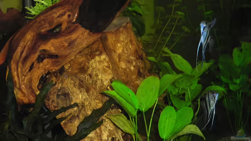 Dekoration im Aquarium Becken 14321 von Stephan Sigg (7)