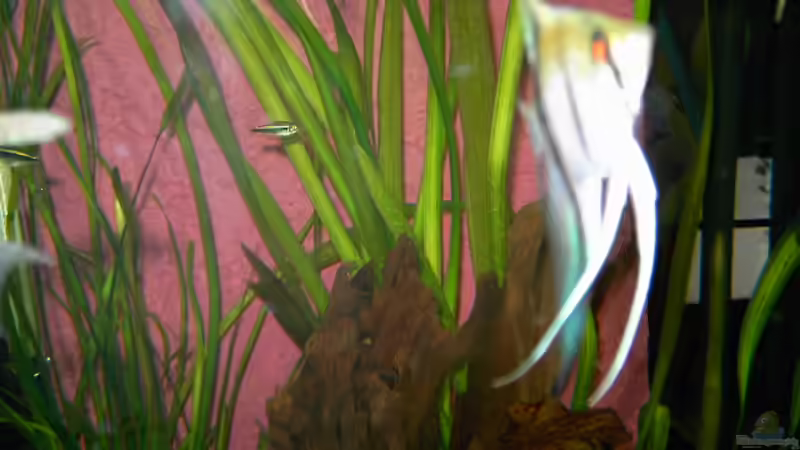 Dekoration im Aquarium Becken 14329 von Steffen Schmidt (4)