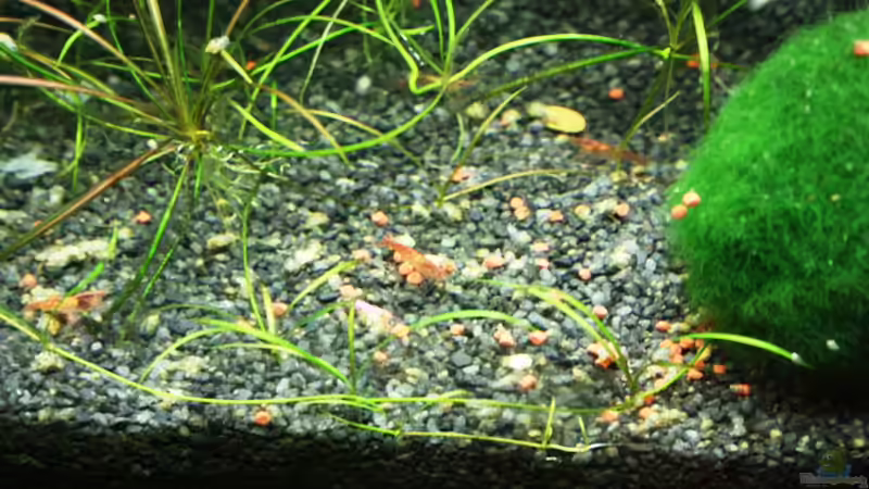 Dekoration im Aquarium Becken 14371 von StefanW76 (3)