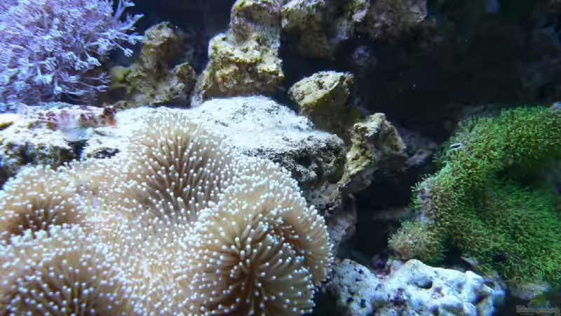 Dekoration im Aquarium Becken 14382 von Klaus M. (10)