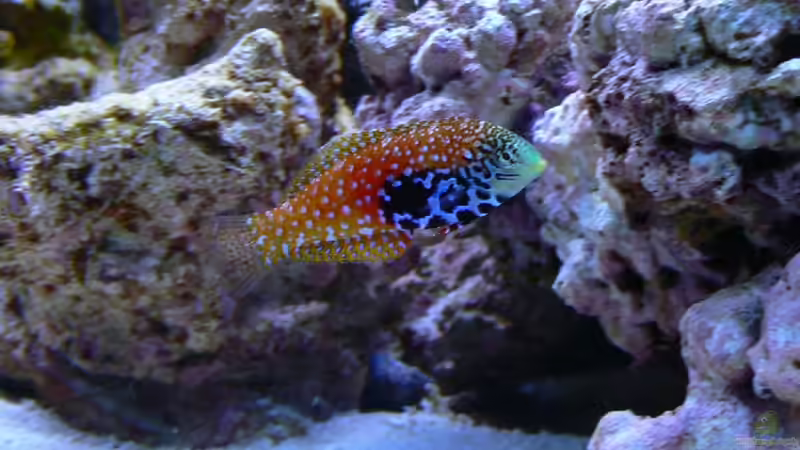 Dekoration im Aquarium Becken 14382 von Klaus M. (11)