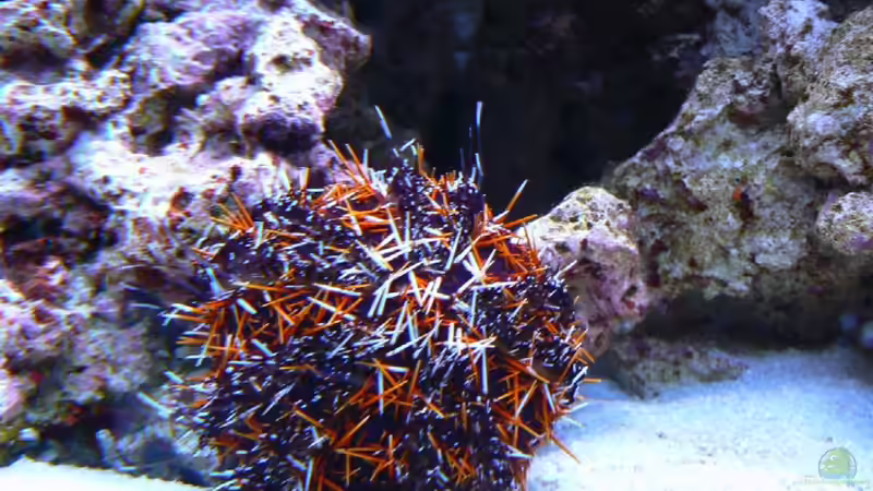 Dekoration im Aquarium Becken 14382 von Klaus M. (12)