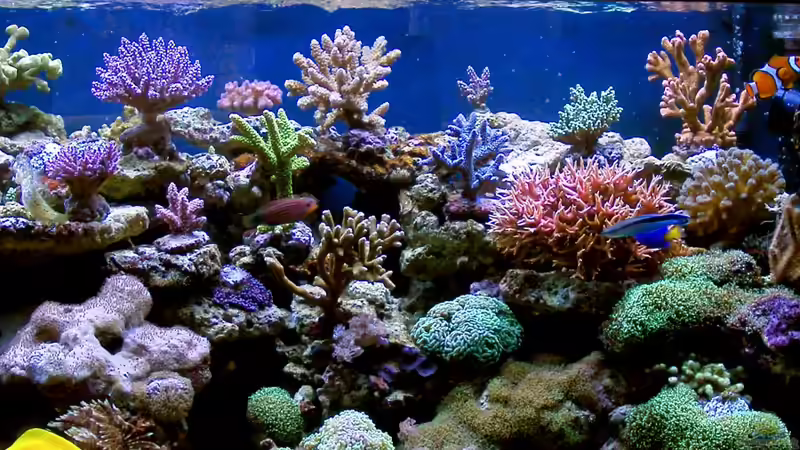 Dekoration im Aquarium Becken 14482 von Jürgen Krohmer (17)