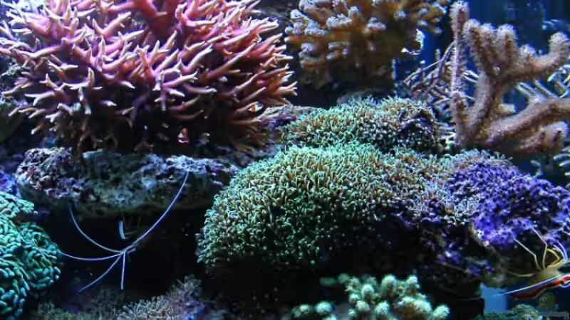 Dekoration im Aquarium Becken 14482 von Jürgen Krohmer (18)