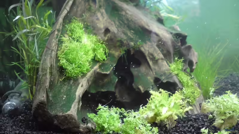 Dekoration im Aquarium Becken 14582 von Patric (7)