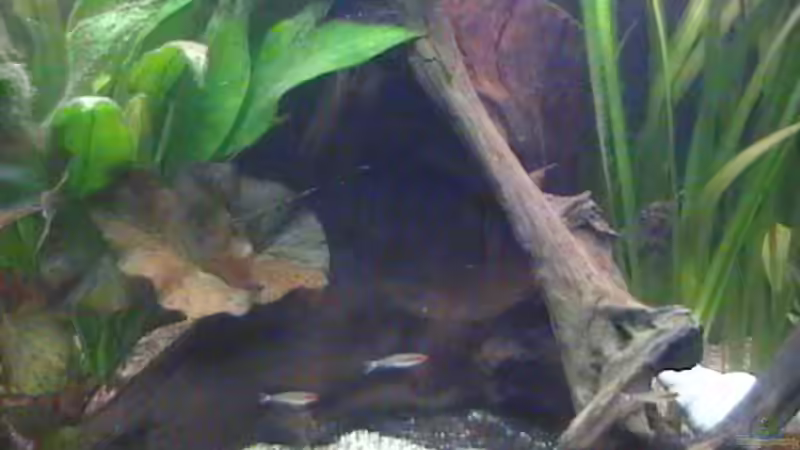 Dekoration im Aquarium Becken 14677 von Stanley Weinhold (8)