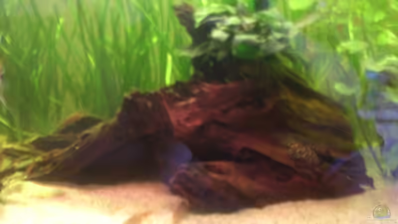 Dekoration im Aquarium Becken 14680 von sambista (15)