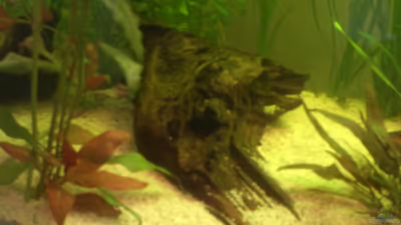 Dekoration im Aquarium Becken 14680 von sambista (16)