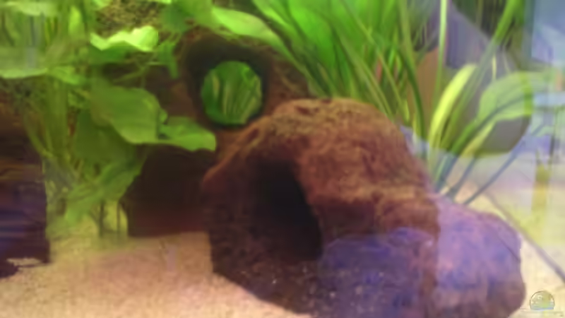 Dekoration im Aquarium Becken 14680 von sambista (17)