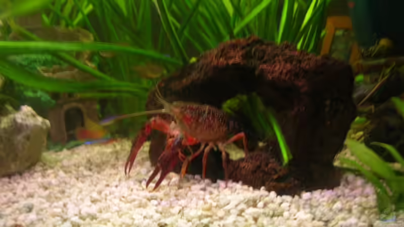 Dekoration im Aquarium Becken 14682 von Lousiana (4)