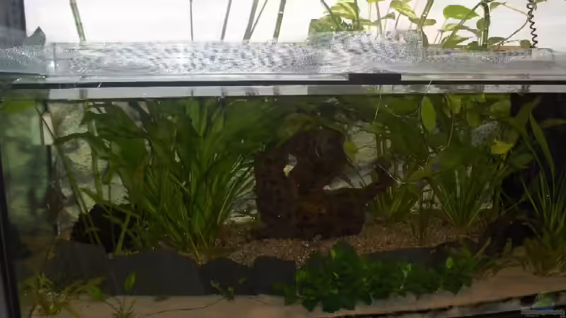 Dekoration im Aquarium Becken 147 von N-T (4)