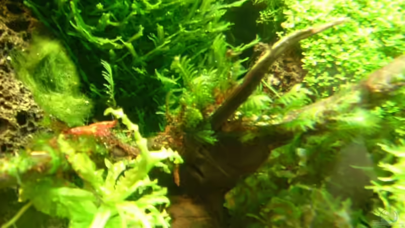 Dekoration im Aquarium Becken 1474 von Timo Wünsche (31)