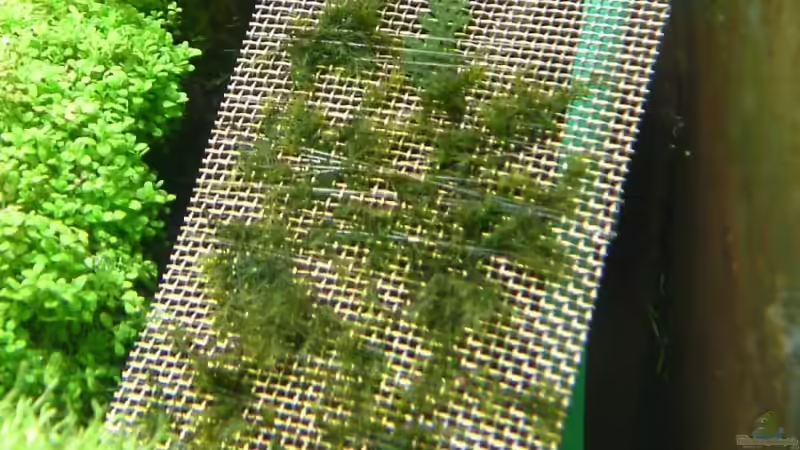 Dekoration im Aquarium Becken 1474 von Timo Wünsche (32)