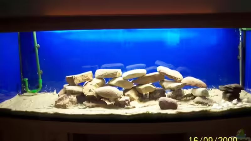 Dekoration im Aquarium Becken 14859 von jens70 (4)