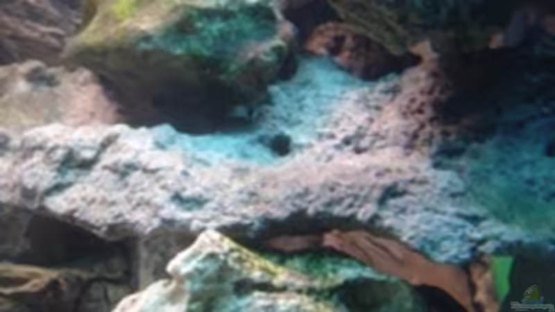 Dekoration im Aquarium Becken 1488 von Lucky33 (3)