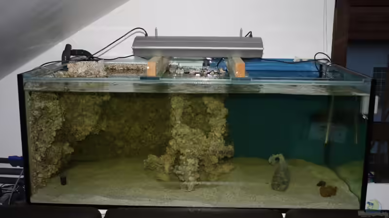 Dekoration im Aquarium Becken 14885 von Stephan Ascher (39)