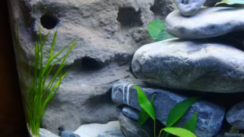 Dekoration im Aquarium Becken 14894 (nur noch Beispiel) von wadde (18)