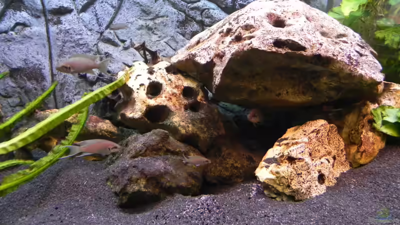 Dekoration im Aquarium Becken 14942 von Max1 (18)