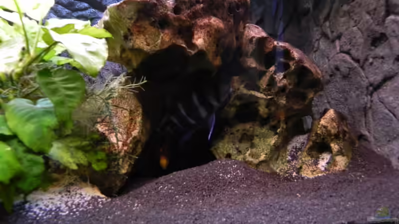 Dekoration im Aquarium Becken 14942 von Max1 (19)