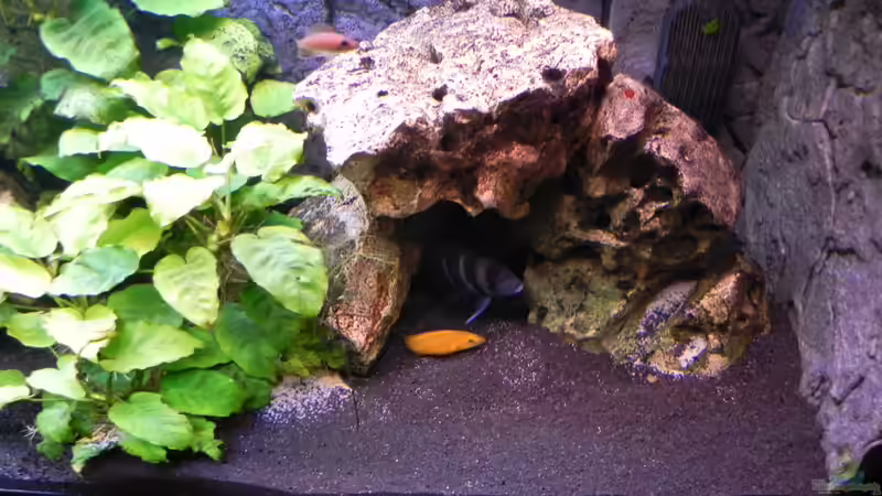 Dekoration im Aquarium Becken 14942 von Max1 (20)