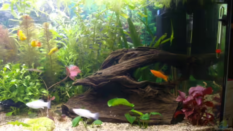 Dekoration im Aquarium Becken 14967 von Cia (10)