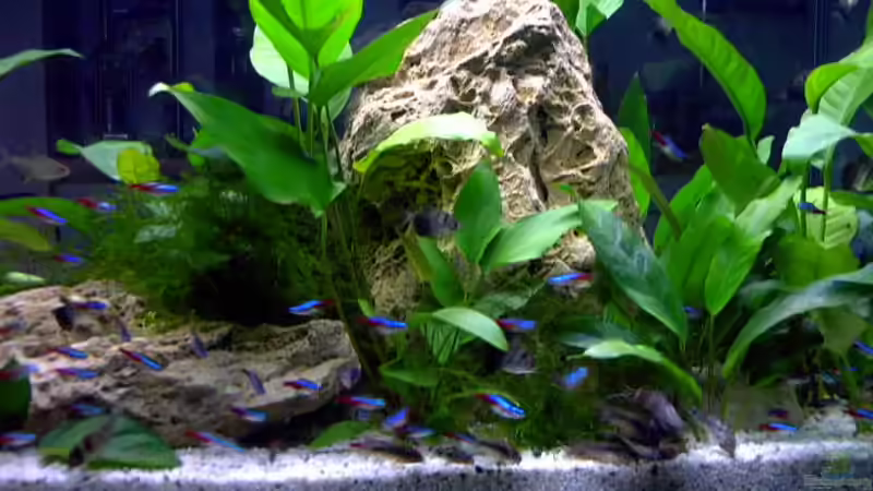 Dekoration im Aquarium Becken 1501 von Gabriela Lang (8)