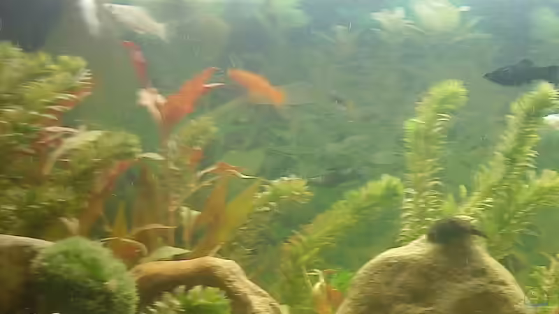 Dekoration im Aquarium Becken 15052 von 160DaniL (4)