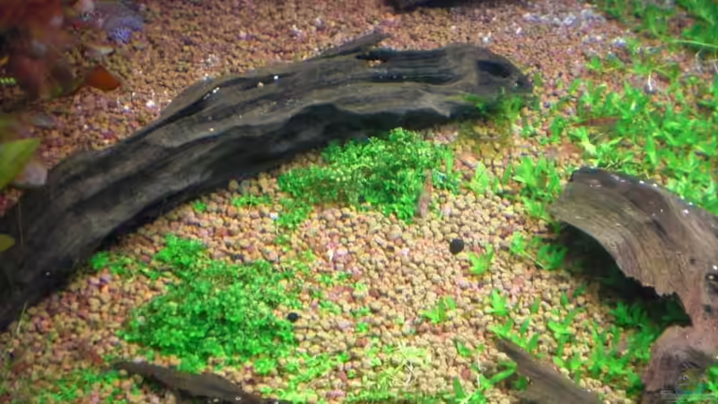 Dekoration im Aquarium Becken 1507 von Aero-Frank (14)