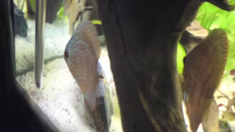 Dekoration im Aquarium Becken 15081 von Chris Krabbe (10)