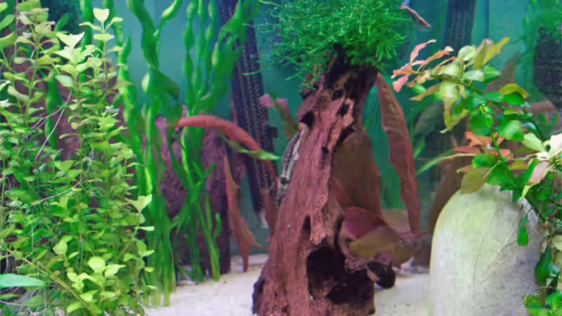 Dekoration im Aquarium Becken 1509 von Heiko Oettert (6)