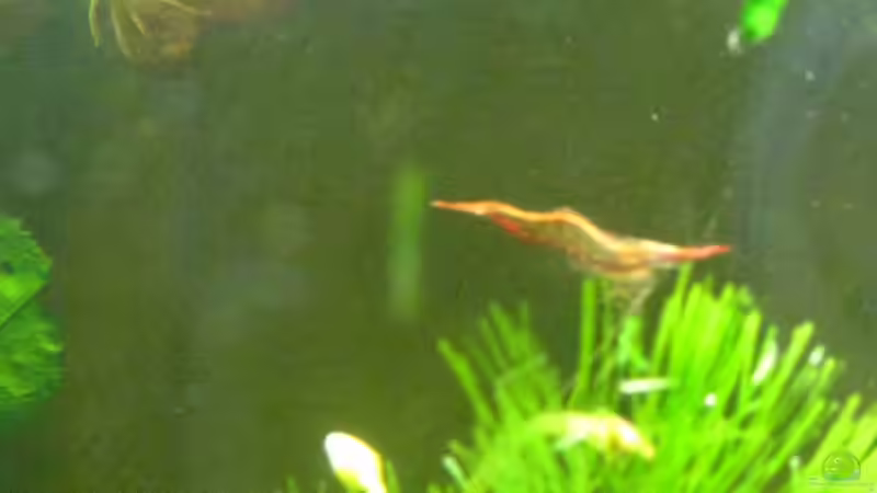 Dekoration im Aquarium Becken 15147 von frank64 (3)