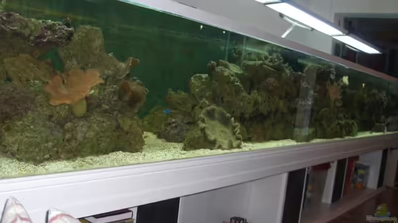 Dekoration im Aquarium Becken 15324 von Zornrocco (7)