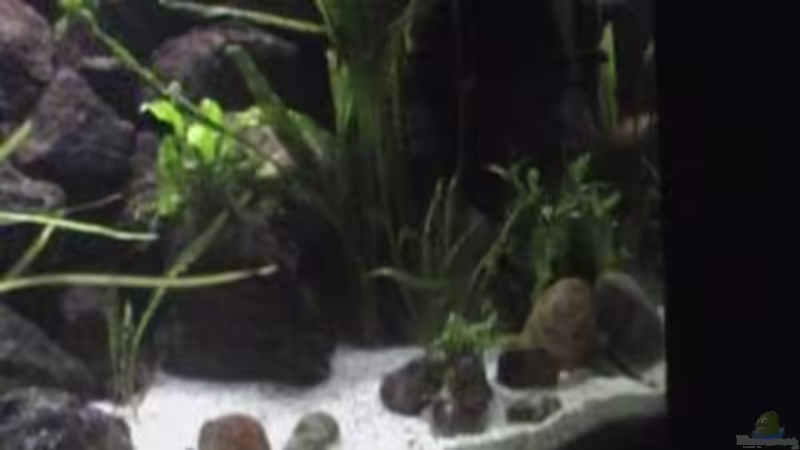 Dekoration im Aquarium Becken 1534 von Martin Grimm (14)