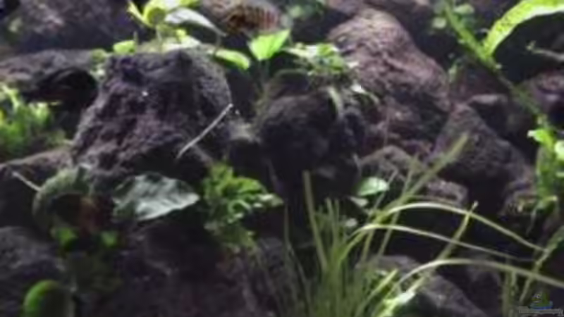 Dekoration im Aquarium Becken 1534 von Martin Grimm (15)