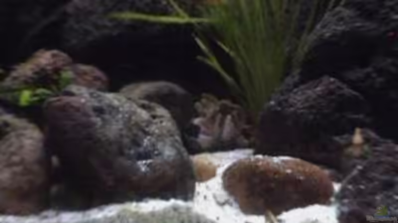 Dekoration im Aquarium Becken 1534 von Martin Grimm (16)