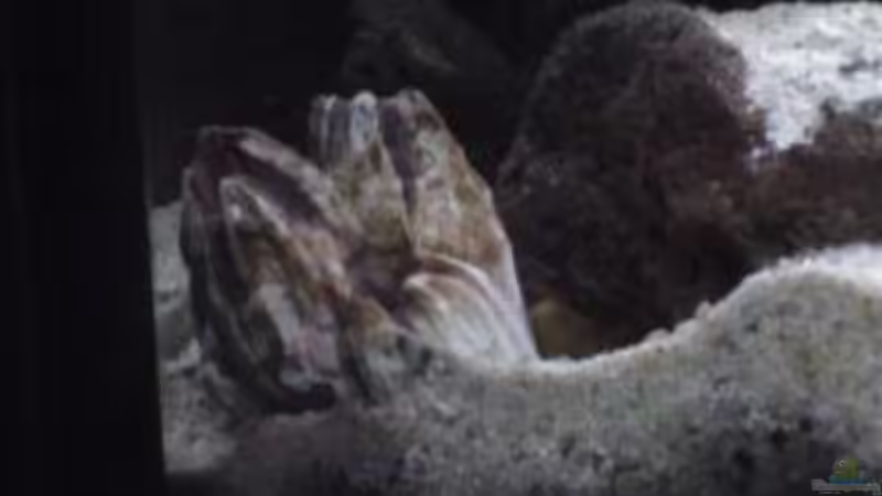 Dekoration im Aquarium Becken 1534 von Martin Grimm (17)