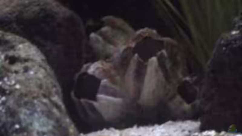 Dekoration im Aquarium Becken 1534 von Martin Grimm (18)