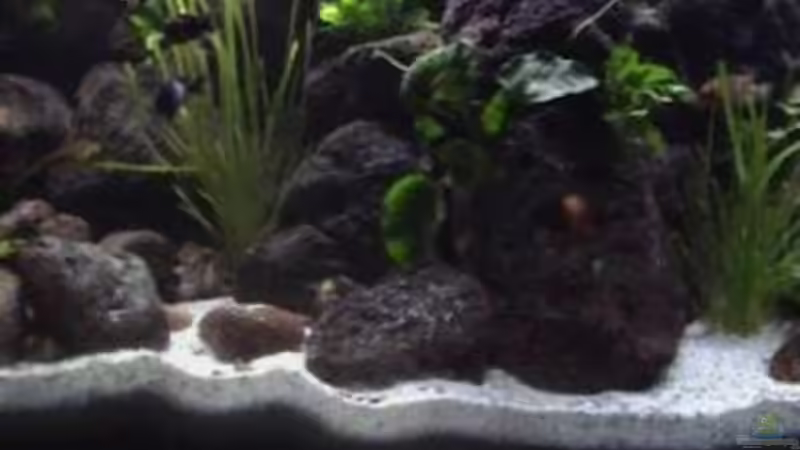 Dekoration im Aquarium Becken 1534 von Martin Grimm (19)