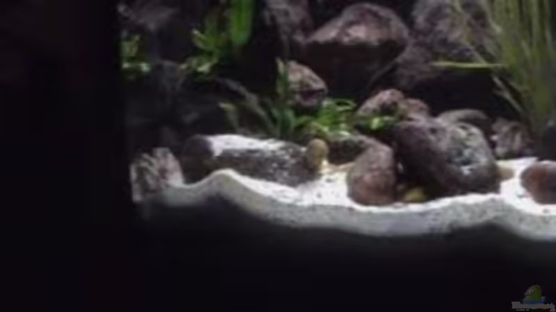 Dekoration im Aquarium Becken 1534 von Martin Grimm (20)