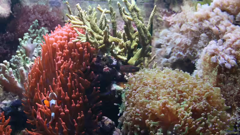 Dekoration im Aquarium Becken 15451 (aufgelöst und verkauft) von Susanne Axt (14)