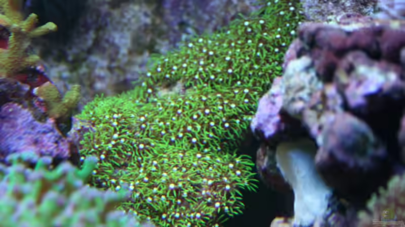 Dekoration im Aquarium Becken 15451 (aufgelöst und verkauft) von Susanne Axt (21)