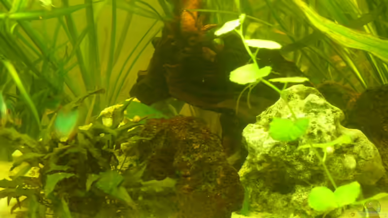 Dekoration im Aquarium Becken 15463 von Louisiana (3)