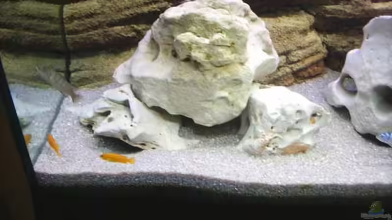 Dekoration im Aquarium Becken 1548 von Roland Meyer (4)