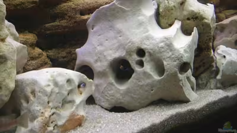 Dekoration im Aquarium Becken 1548 von Roland Meyer (5)