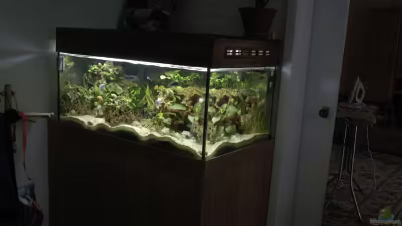 Dekoration im Aquarium Becken 1549 von Thomas Zeiser (3)